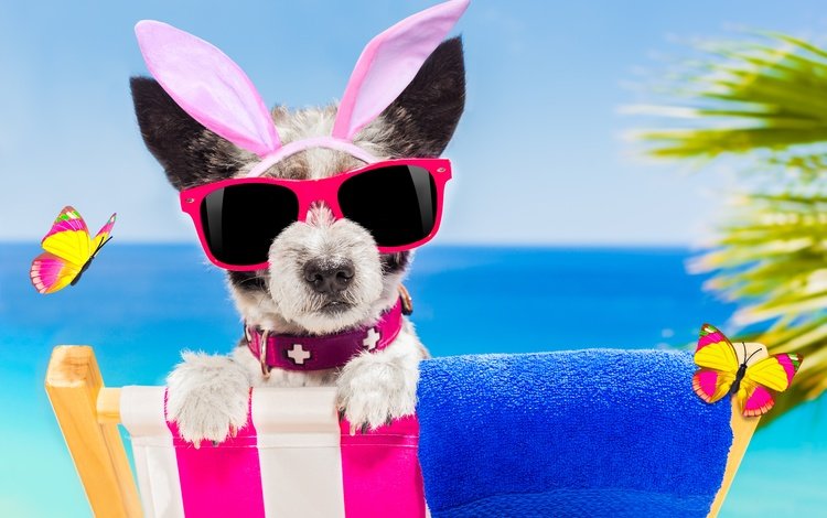 пляж, очки, собака, юмор, бабочки, ​​зайчик, beach, glasses, dog, humor, butterfly, bunny