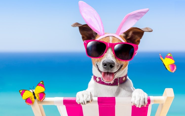 пляж, очки, собака, юмор, бабочки, bunny ears, beach, glasses, dog, humor, butterfly