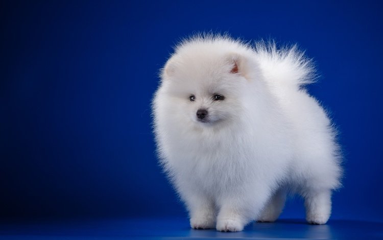 белый, собака, щенок, шпиц, white, dog, puppy, spitz