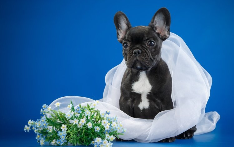 цветы, собака, щенок, бульдог, вуаль, французский бульдог, flowers, dog, puppy, bulldog, veil, french bulldog
