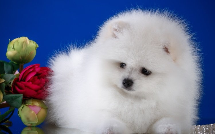 цветы, пушистый, белый, собака, щенок, шпиц, flowers, fluffy, white, dog, puppy, spitz