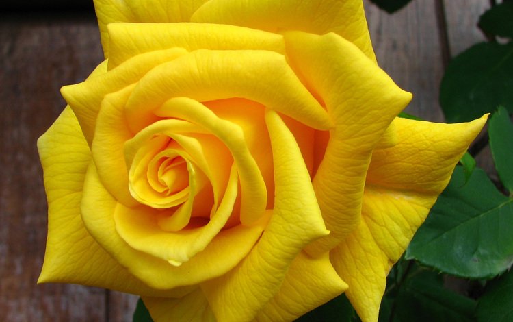 природа, желтый, цветок, роза, lisa yount, nature, yellow, flower, rose