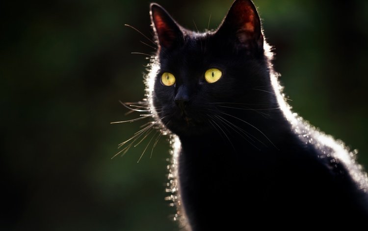 глаза, фон, кот, мордочка, усы, кошка, взгляд, черный, eyes, background, cat, muzzle, mustache, look, black