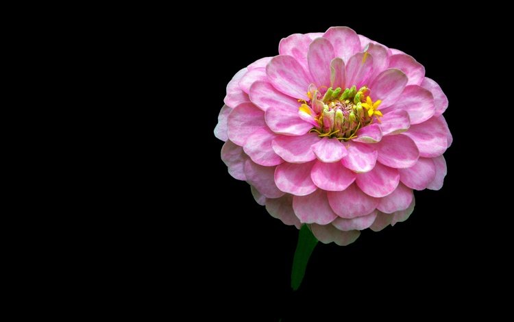 фон, цветок, розовый, цинния, background, flower, pink, zinnia