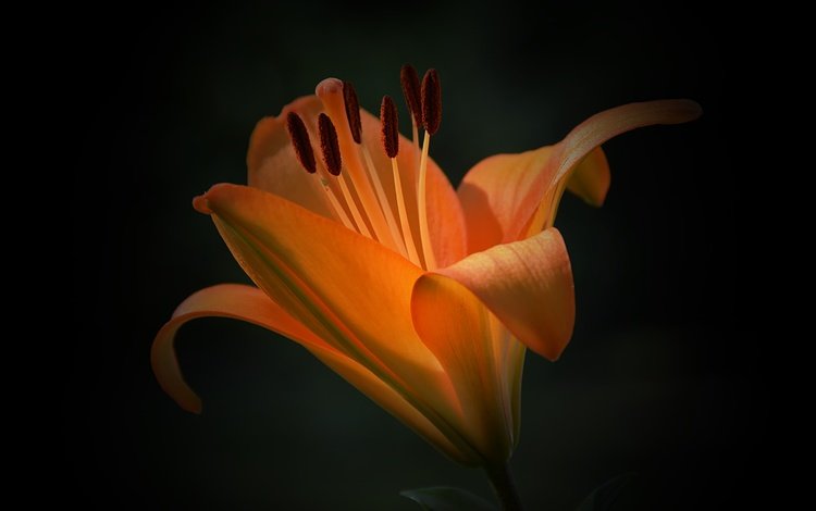 макро, фон, цветок, лепестки, лилия, оранжевый, черный фон, кувшинка, orange flower, macro, background, flower, petals, lily, orange, black background
