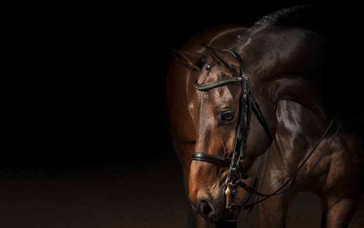 лошадь, животные, черный фон, конь, horse, animals, black background