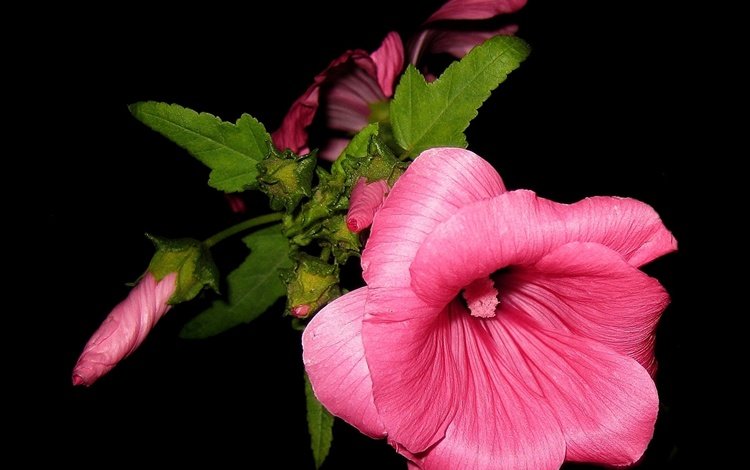 цветок, лепестки, черный фон, розовый, мальва, flower, petals, black background, pink, mallow