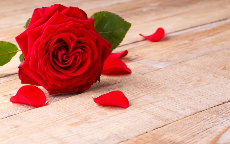 цветок, роза, лепестки, красная, романтик,  цветы, flower, rose, petals, red, romantic, flowers