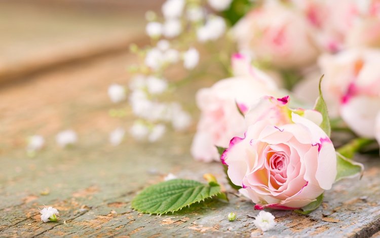 розы, лепестки, букет, романтик,  цветы, роз, пинк, гипсофила, roses, petals, bouquet, romantic, flowers, pink, gypsophila