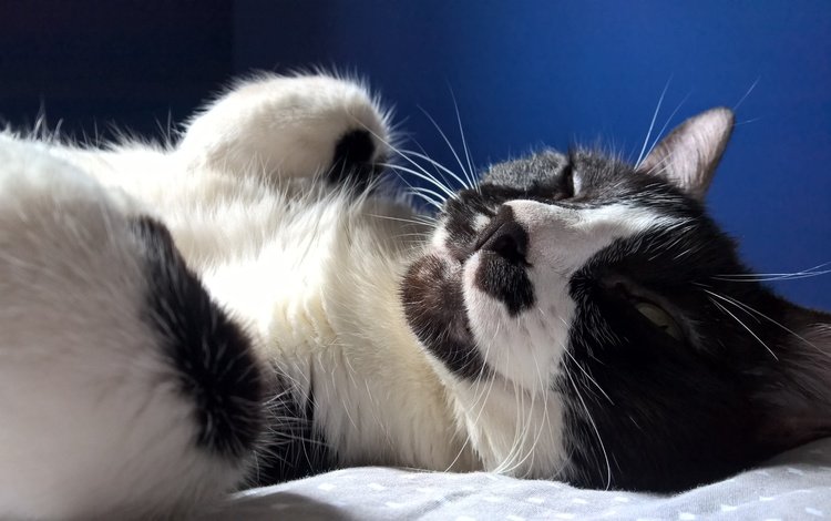 кот, усы, кошка, сон, черно-белая, кот.черно-белый, лежит.отдых, cat, mustache, sleep, black and white, cat.black and white, lies.stay