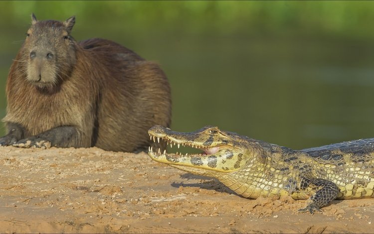 крокодил, животно е, copybara, капибара, capybara, crocodile, animals, the capybara