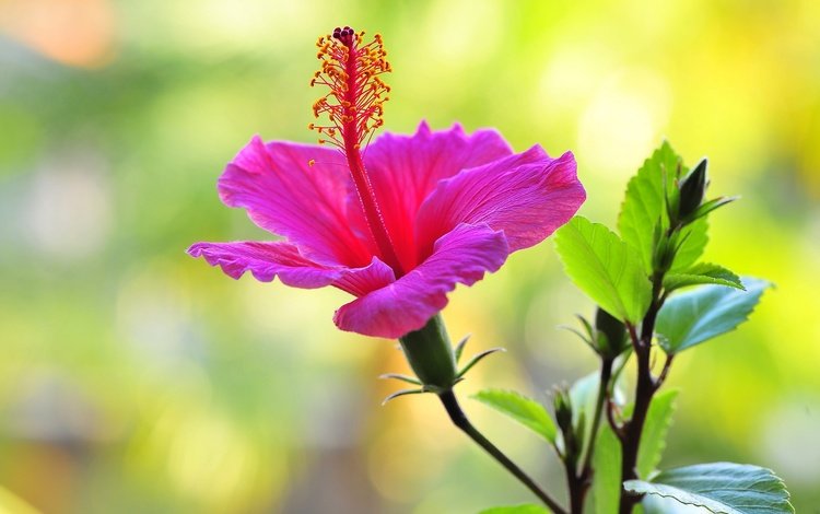 макро, фон, цветок, гибискус, nick zadeh, macro, background, flower, hibiscus
