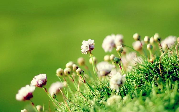 цветы, трава, природа, фон, маргаритка, flowers, grass, nature, background, daisy