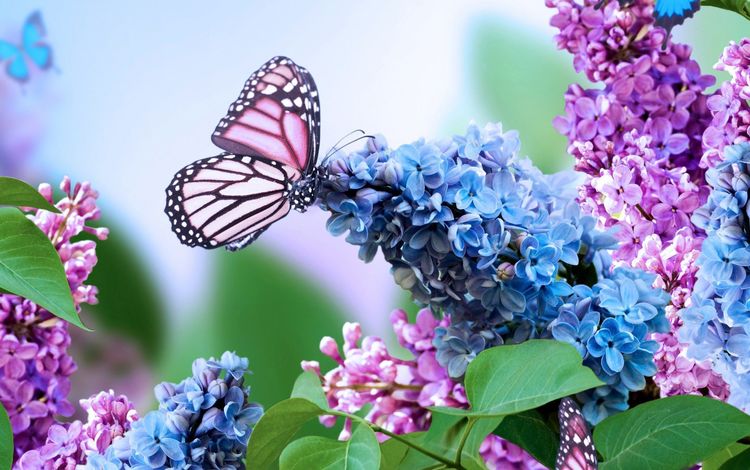 цветы, насекомое, бабочка, сирень, flowers, insect, butterfly, lilac