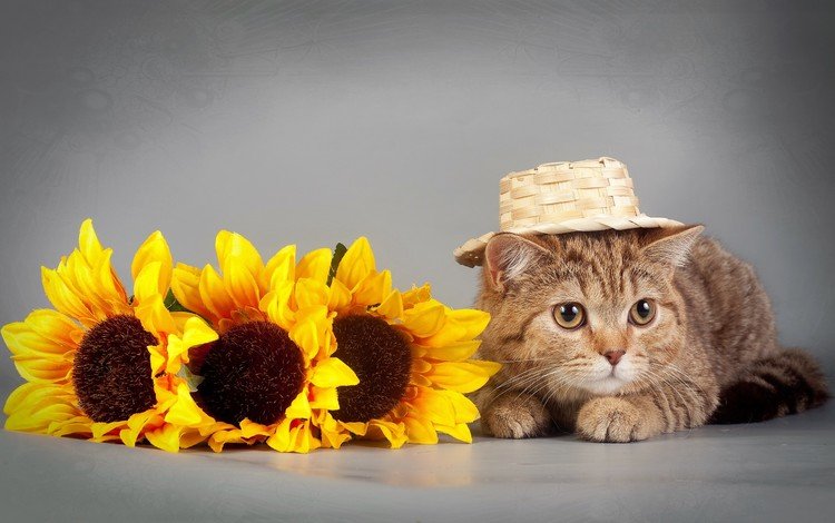 глаза, цветы, кот, кошка, взгляд, подсолнух, шляпка, eyes, flowers, cat, look, sunflower, hat
