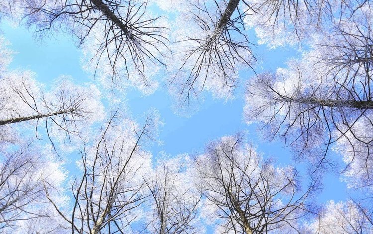 небо, деревья, япония, нагано, the sky, trees, japan, nagano
