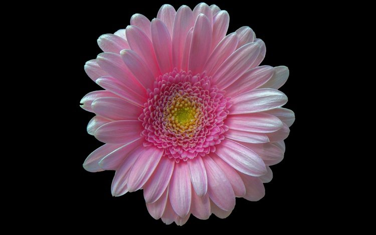 макро, фон, цветок, лепестки, черный фон, розовый, гербера, macro, background, flower, petals, black background, pink, gerbera