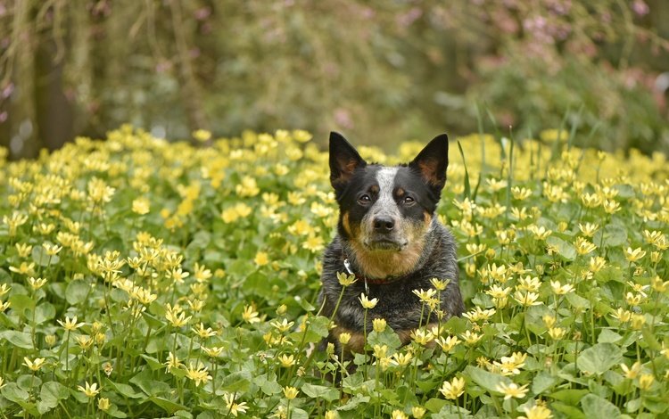 цветы, мордочка, взгляд, собака, весна, друг, австралийская пастушья, flowers, muzzle, look, dog, spring, each, australian cattle