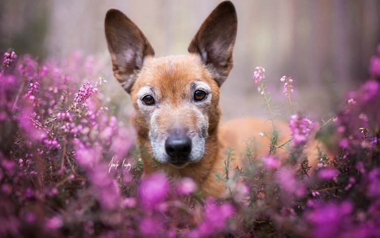 цветы, взгляд, собака, друг, flowers, look, dog, each