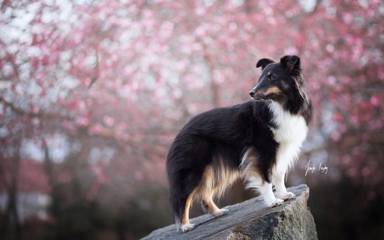 цветение, взгляд, собака, весна, друг, шелти, шетландская овчарка, flowering, look, dog, spring, each, sheltie, shetland sheepdog