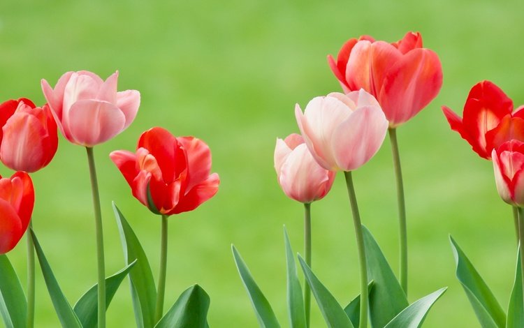 цветы, бутоны, фон, тюльпаны, flowers, buds, background, tulips
