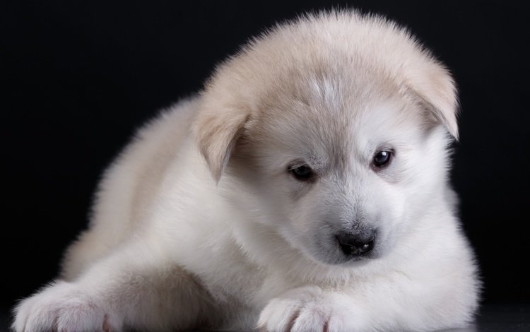 белый, щенок, акита, white, puppy, akita