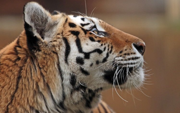 тигр, морда, профиль, амурский тигр, tiger, face, profile, the amur tiger