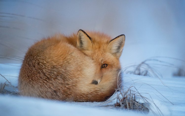 трава, ray hennessy, снег, зима, животные, взгляд, лиса, лисица, мех, боке, bokeh, grass, snow, winter, animals, look, fox, fur