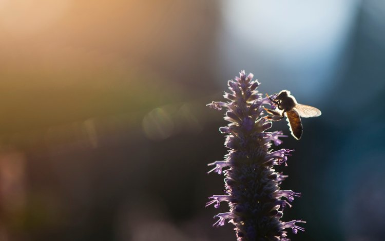 свет, насекомое, цветок, размытость, пчела, ray hennessy, light, insect, flower, blur, bee