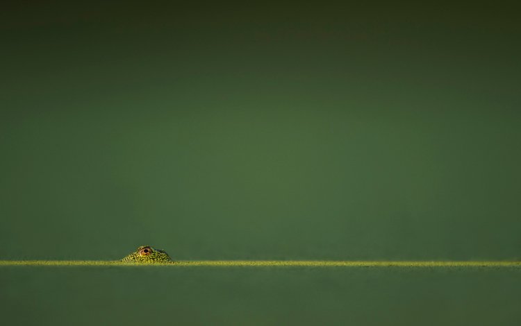вода, фон, лягушка, ray hennessy, water, background, frog