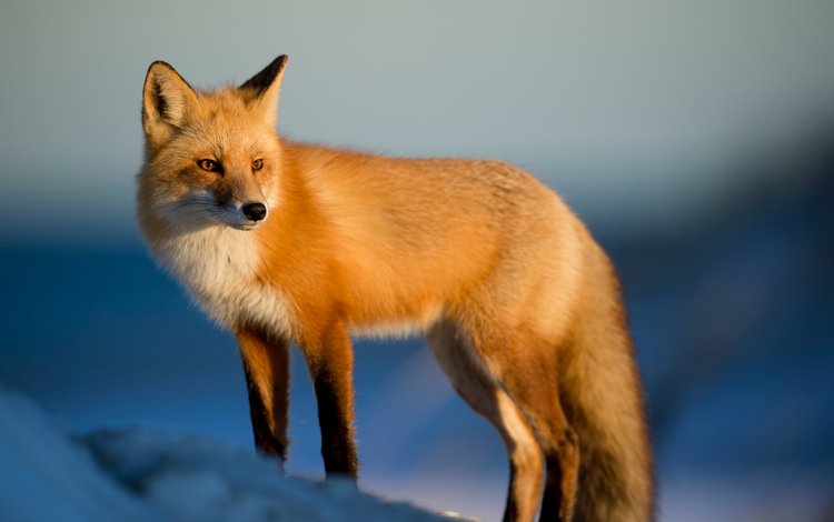 снег, зима, лиса, лисица, животное, ray hennessy, лисица лиса, snow, winter, fox, animal, fox fox
