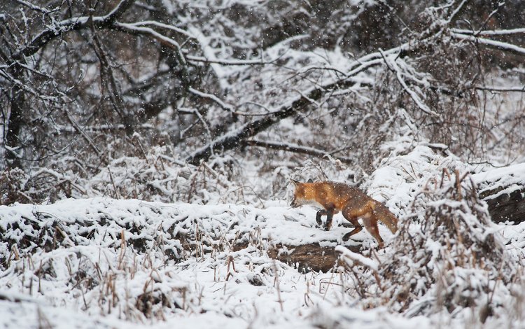 деревья, снег, зима, лиса, лисица, животное, ray hennessy, trees, snow, winter, fox, animal