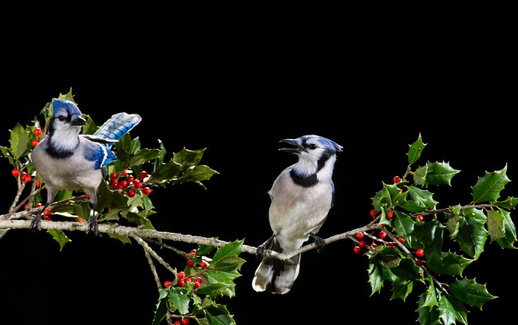 ветка, листья, птицы, клюв, ягоды, сойка, голубая сойка, ray hennessy, branch, leaves, birds, beak, berries, jay, blue jay