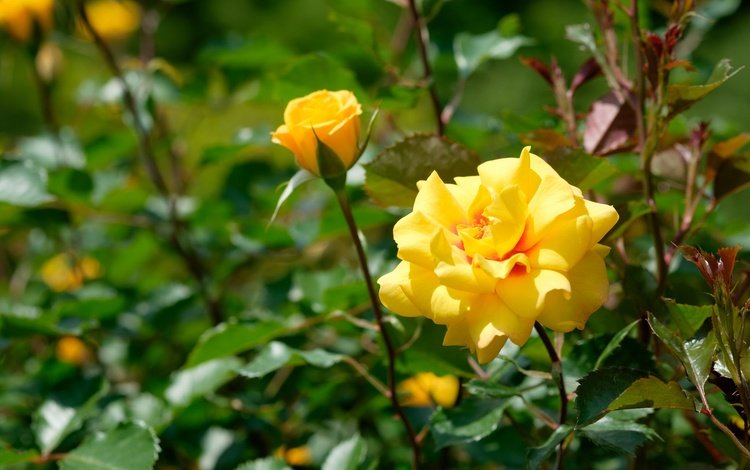 цветы, бутоны, роза, желтые, flowers, buds, rose, yellow