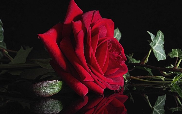 макро, отражение, цветок, роза, красная, черный фон, плющ, macro, reflection, flower, rose, red, black background, ivy