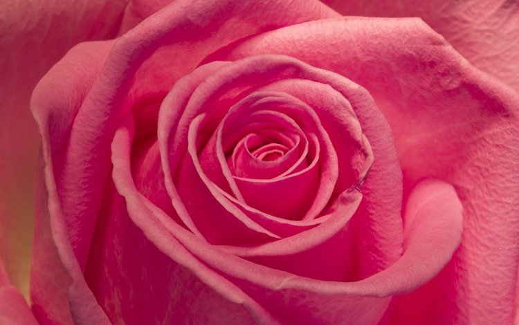 макро, цветок, роза, лепестки, бутон, розовая, macro, flower, rose, petals, bud, pink