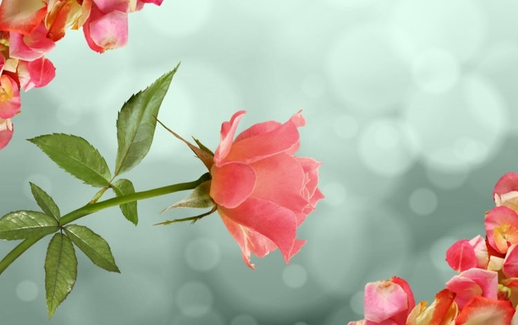 цветок, роза, лепестки, нежность, flower, rose, petals, tenderness