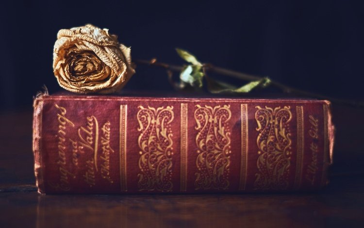 фон, цветок, роза, книга, background, flower, rose, book