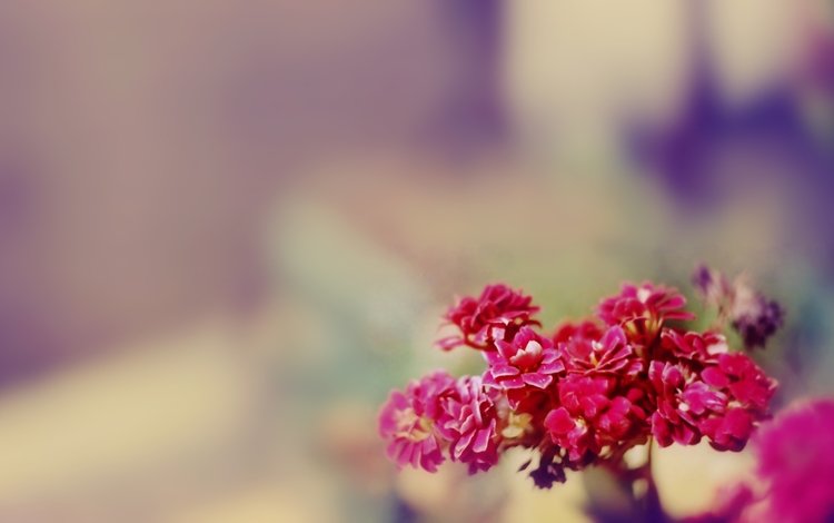 цветы, размытость, букет, розовые, flowers, blur, bouquet, pink