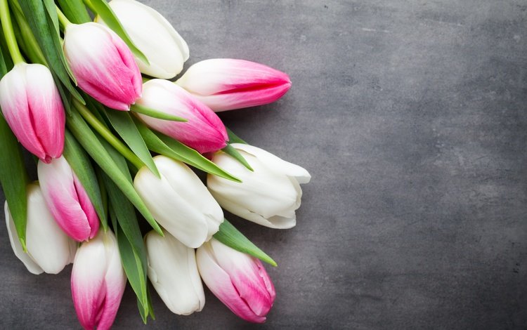 цветы, букет, тюльпаны, розовые, белые, flowers, bouquet, tulips, pink, white
