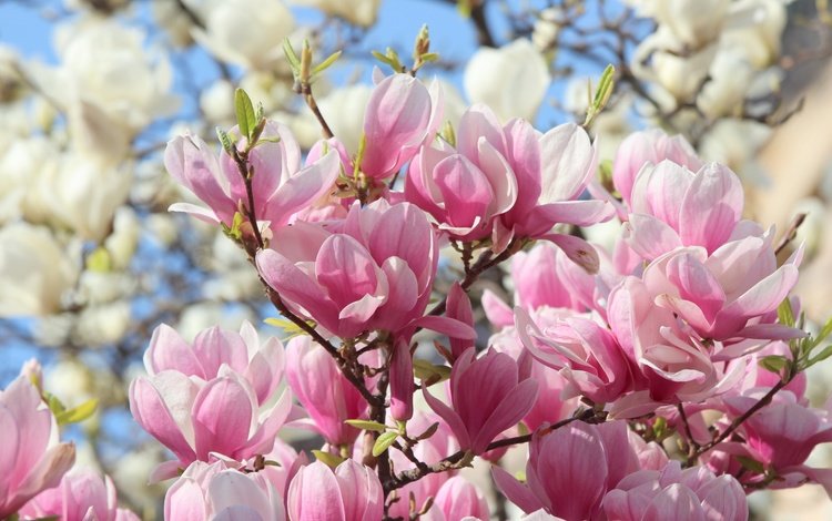 цветы, природа, весна, розовые, белые, магнолия, flowers, nature, spring, pink, white, magnolia