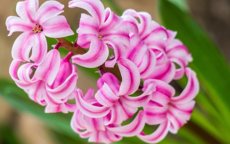 макро, цветок, розовый, гиацинт, macro, flower, pink, hyacinth