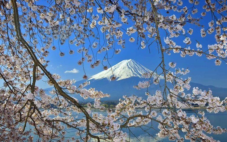 цветение, гора, япония, весна, фудзияма, flowering, mountain, japan, spring, fuji