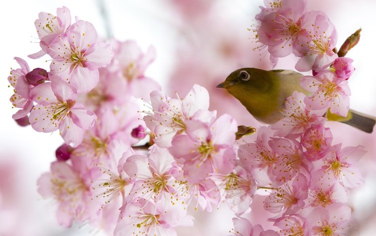 цветение, птица, весна, белоглазка, flowering, bird, spring, white-eyed