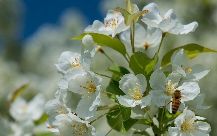 дерево, цветение, насекомое, весна, пчела, tree, flowering, insect, spring, bee