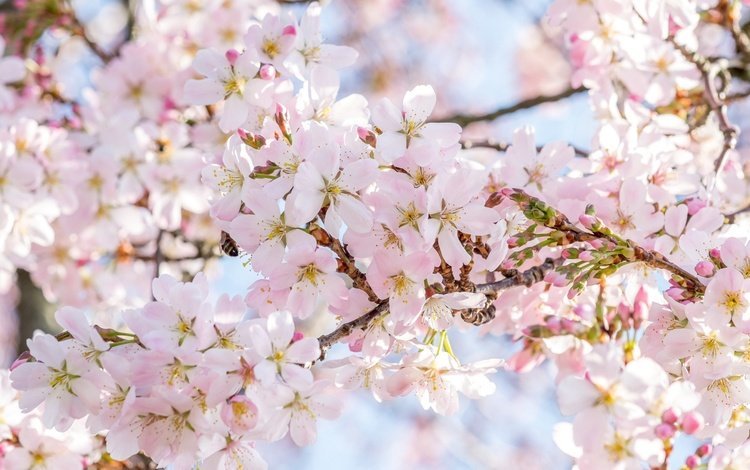 дерево, цветение, весна, сакура, tree, flowering, spring, sakura