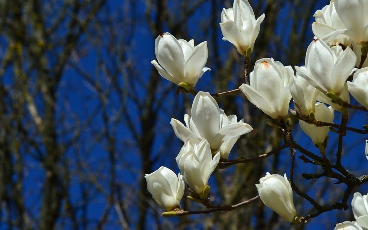 цветы, цветение, ветки, весна, магнолия, flowers, flowering, branches, spring, magnolia