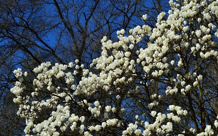 цветы, дерево, цветение, весна, магнолия, flowers, tree, flowering, spring, magnolia