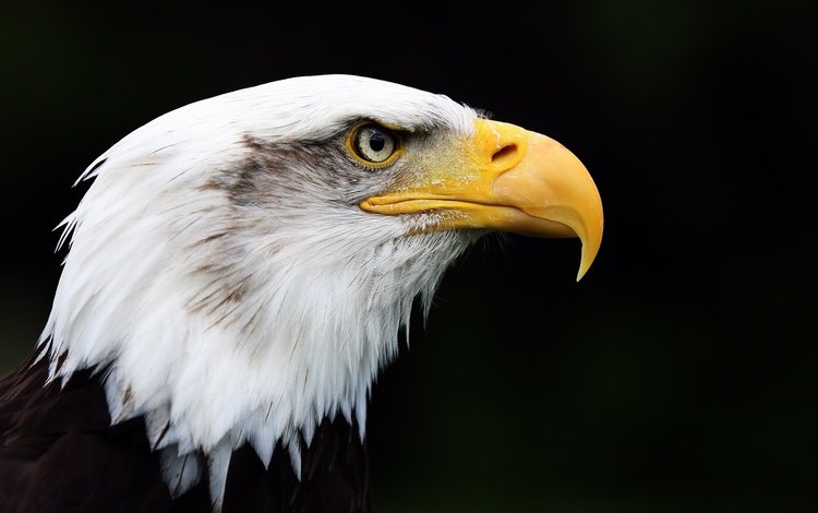 орел, птица, клюв, черный фон, перья, белоголовый орлан, eagle, bird, beak, black background, feathers, bald eagle