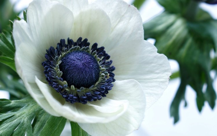 макро, цветок, лепестки, белый, анемон, macro, flower, petals, white, anemone